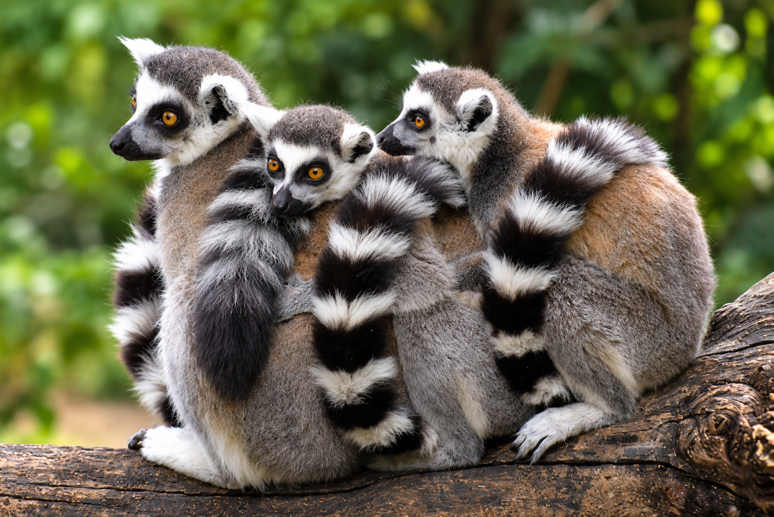 Les espèces endémiques de Madagascar : un patrimoine naturel exceptionnel