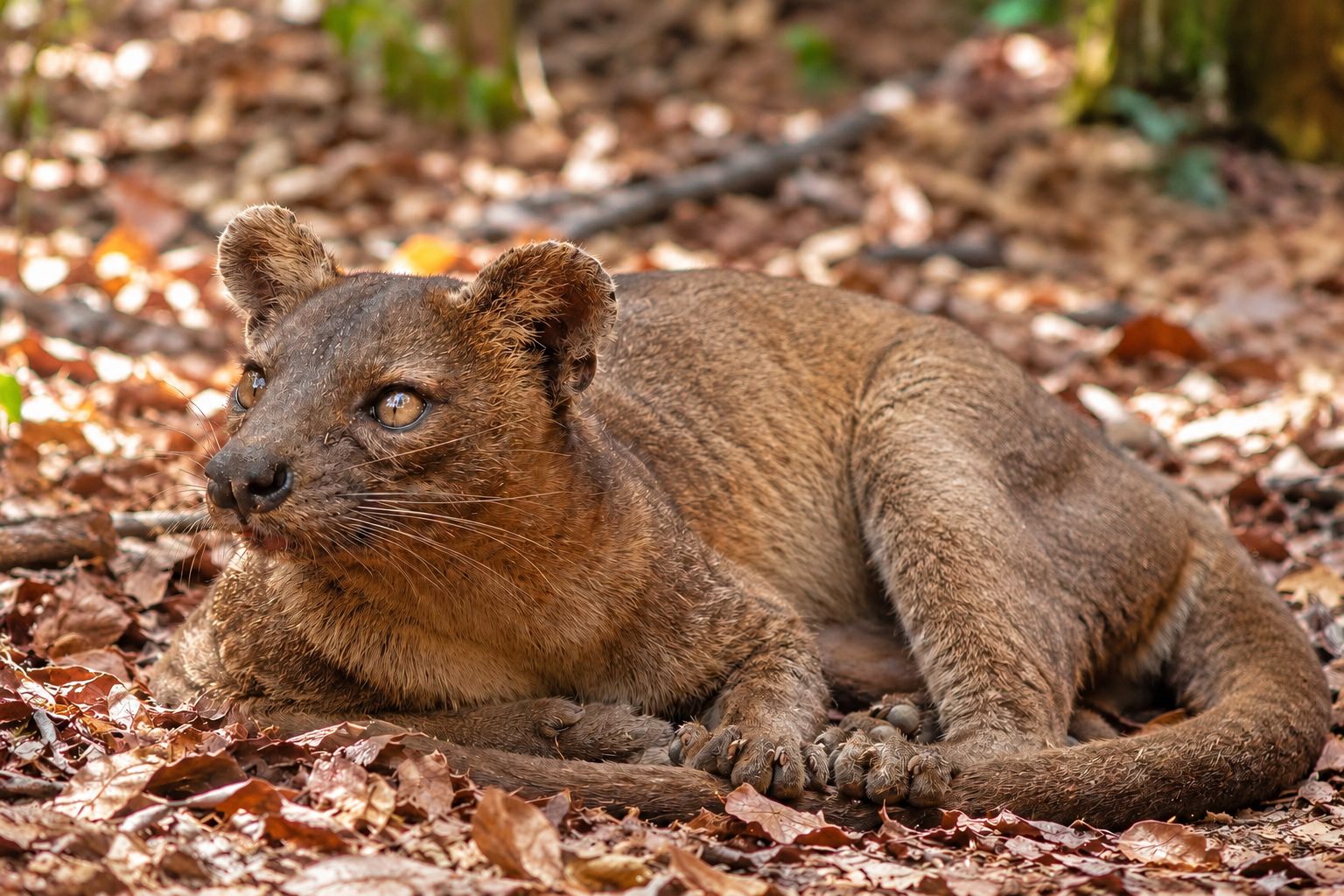 Faune de Kirindy